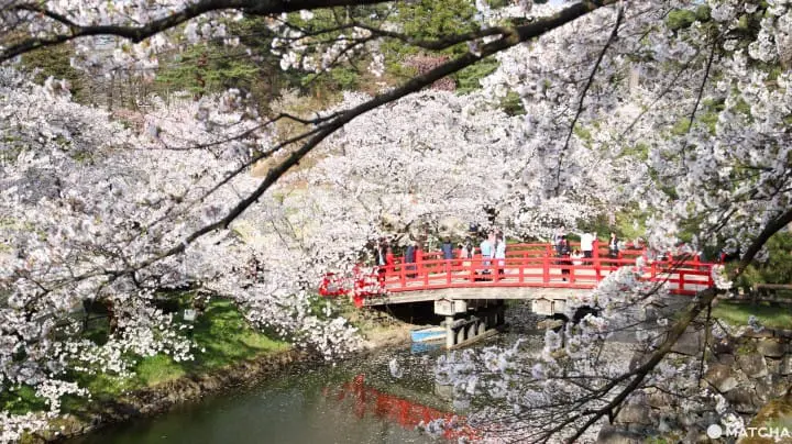 【青森】賞櫻一定要去一次 弘前城賞櫻一天行程提案
