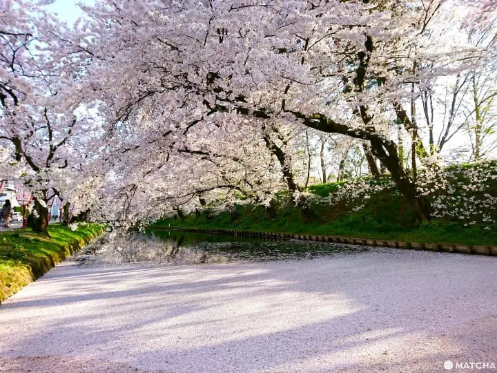 【青森】賞櫻一定要去一次 弘前城賞櫻一天行程提案