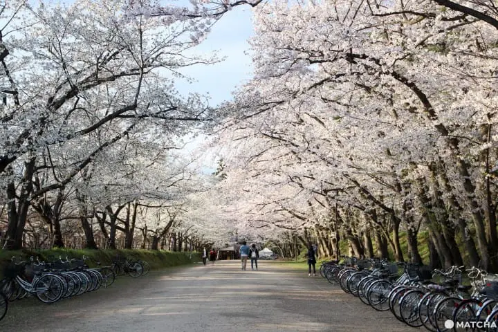 【青森】賞櫻一定要去一次 弘前城賞櫻一天行程提案