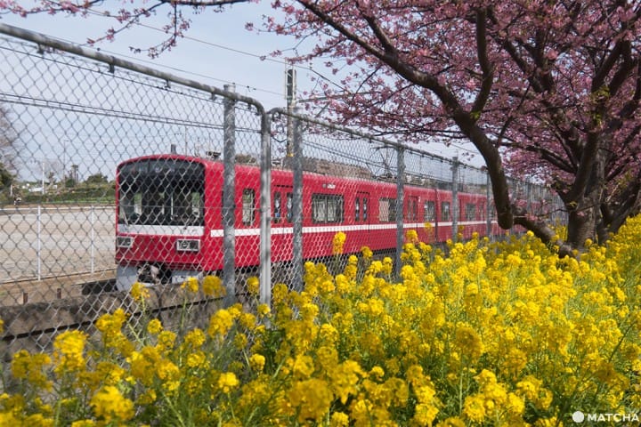 【东京近郊】这里也能抢先看到河津樱!三浦海岸套票一日游