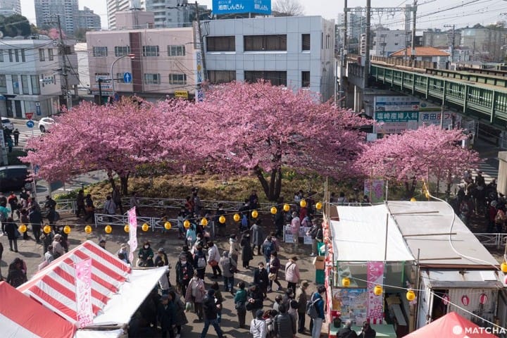 三浦海岸套券一日游(三浦海岸日帰り旅行)