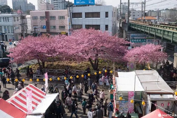 三浦海岸套券一日遊(三浦海岸日帰り旅行)