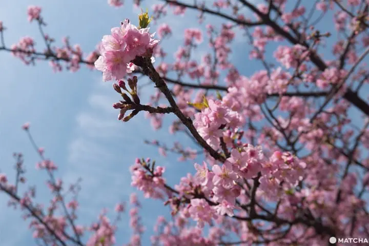 三浦海岸套券一日遊(三浦海岸日帰り旅行)