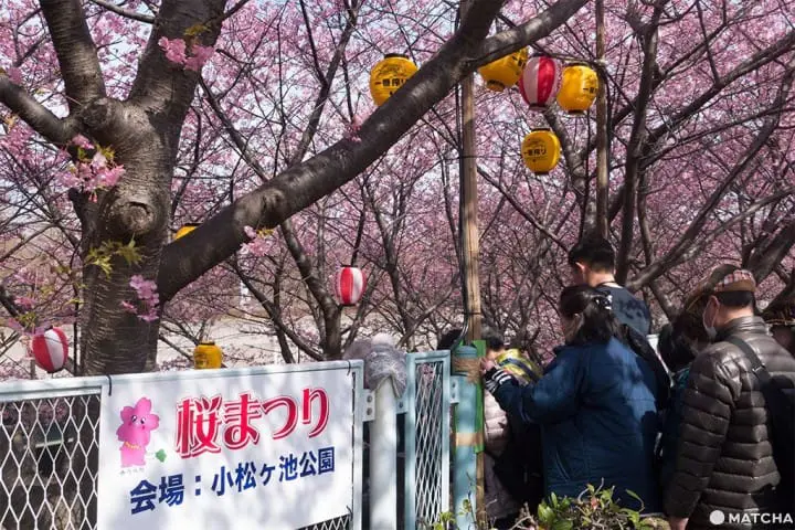 三浦海岸套券一日遊(三浦海岸日帰り旅行)