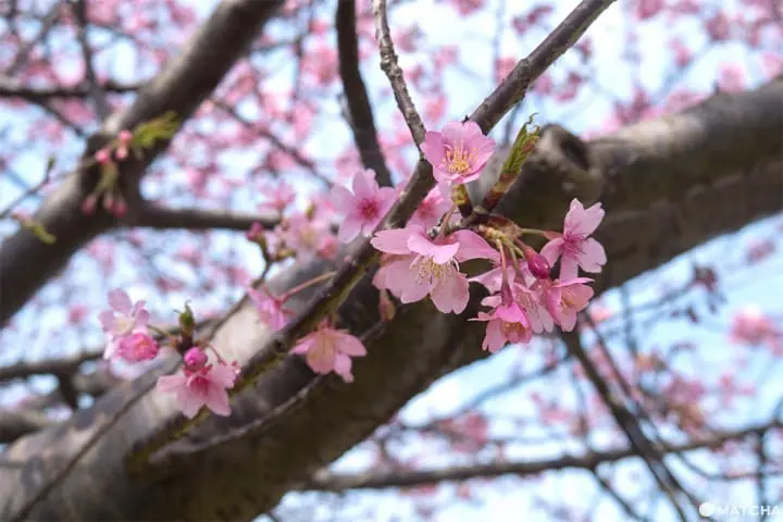 三浦海岸套券一日遊(三浦海岸日帰り旅行)