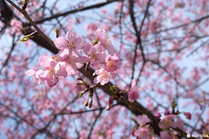 三浦海岸套券一日遊(三浦海岸日帰り旅行)