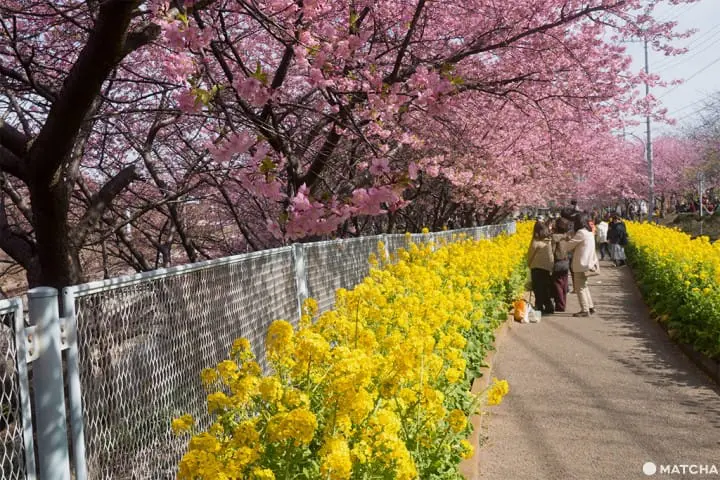 三浦海岸套券一日遊(三浦海岸日帰り旅行)