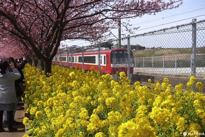 三浦海岸套券一日遊(三浦海岸日帰り旅行)