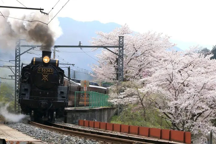 長瀞秩父SL桜櫻花