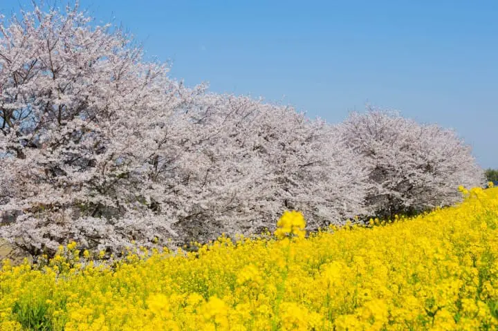 熊谷櫻堤桜