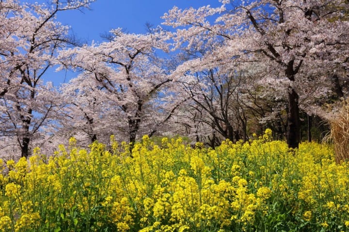 埼玉森林公园樱花桜