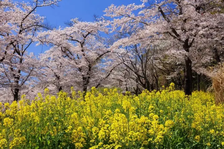 埼玉森林公園櫻花桜