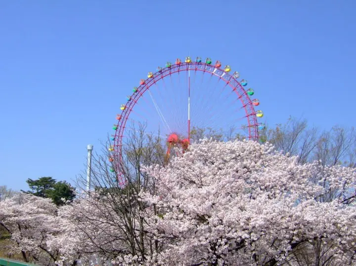西武遊園地櫻花桜