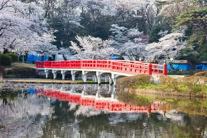 岩槻城址公園桜