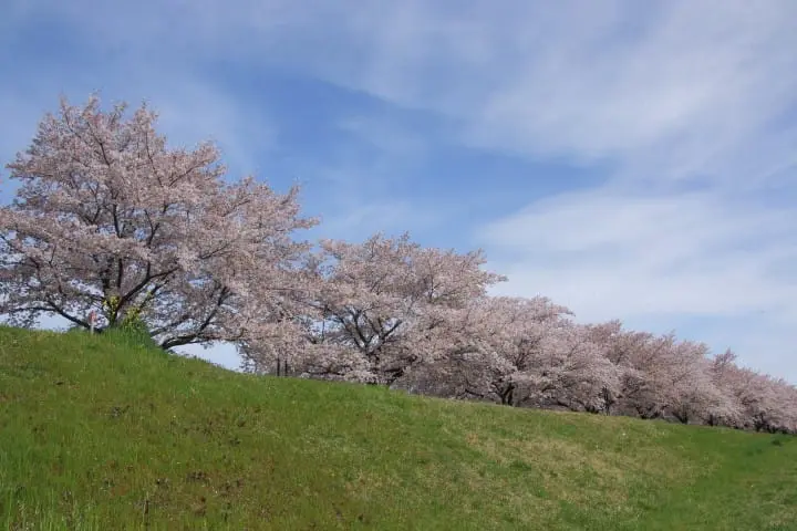 入間川桜櫻堤