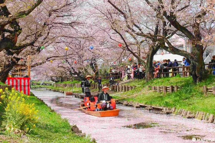 川越冰川神社櫻花