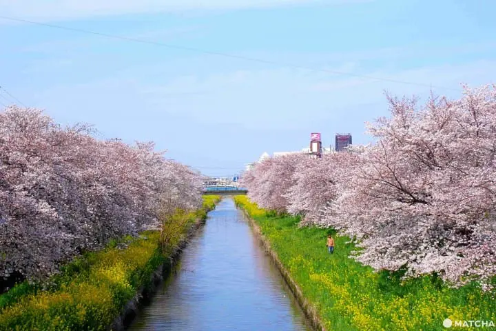 川越櫻花桜