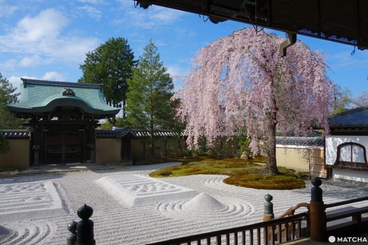京都樱花开满天,赏花宝地任您选