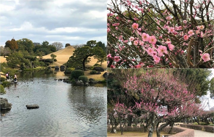 Japan, Off The Beaten Path (2) - In Search Of Plum Blossoms, North And South
