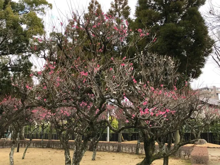 Japan Off The Beaten Path (2) - In Search Of Plum Blossoms, North And South