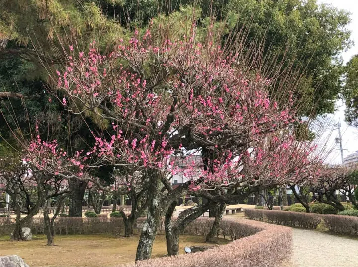 Japan Off The Beaten Path (2) - In Search Of Plum Blossoms, North And South