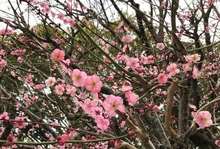 Japan Off The Beaten Path (2) - In Search Of Plum Blossoms, North And South