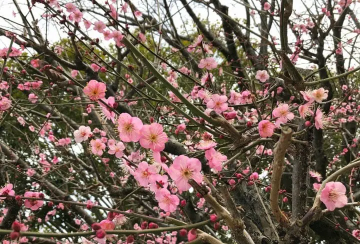 Japan Off The Beaten Path (2) - In Search Of Plum Blossoms, North And South