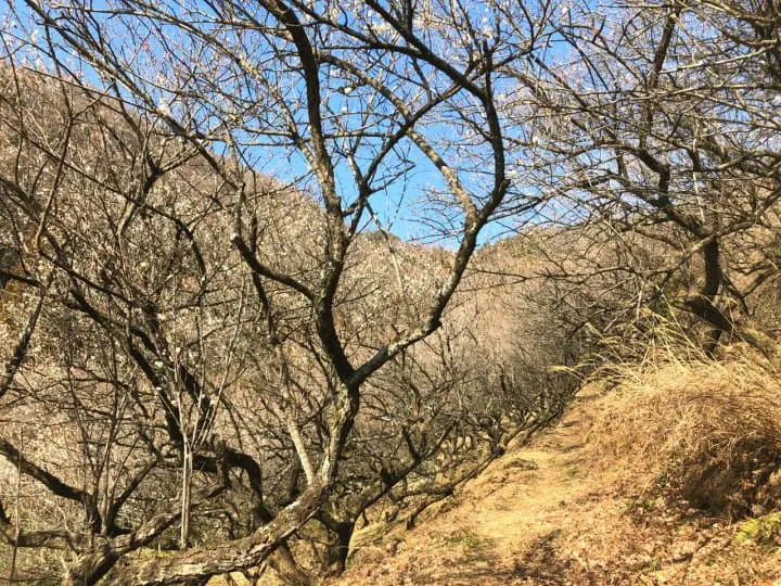 Japan Off The Beaten Path (2) - In Search Of Plum Blossoms, North And South