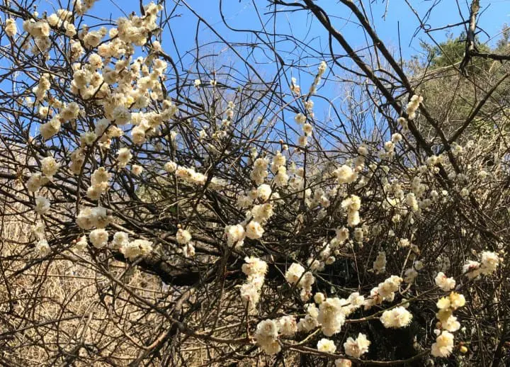 Japan Off The Beaten Path (2) - In Search Of Plum Blossoms, North And South