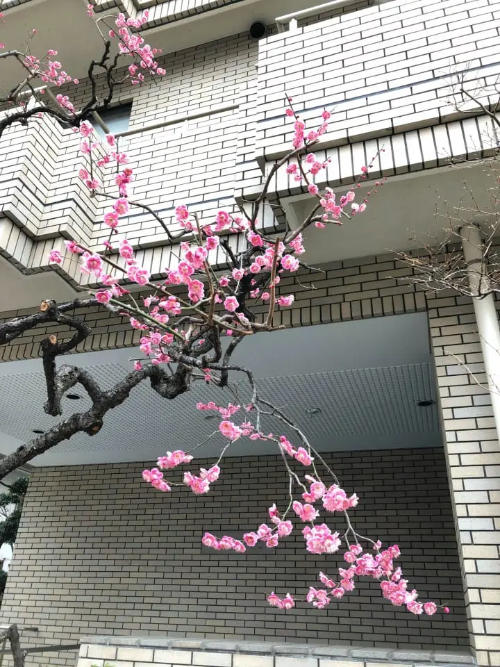Japan Off The Beaten Path (2) - In Search Of Plum Blossoms, North And South