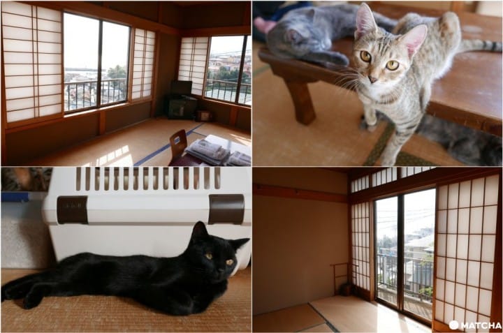 【神奈川】猫奴必去!比猫咪咖啡厅更加暖心的猫咪日式旅馆