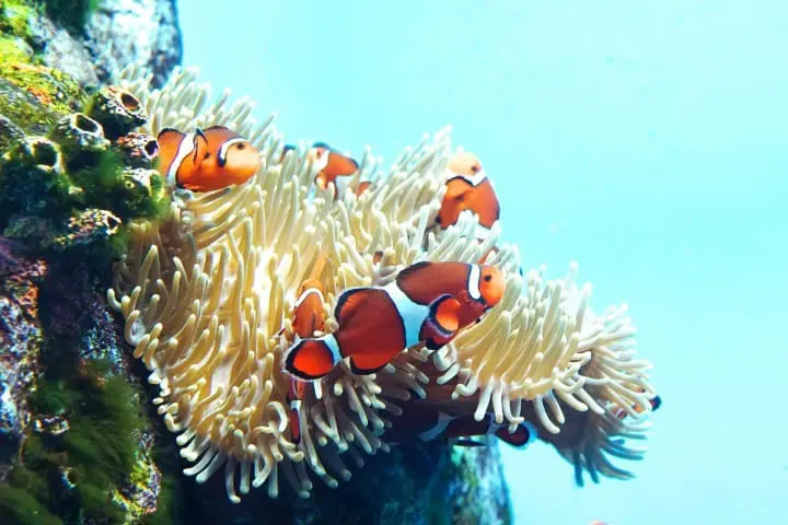 The Top 5 Sightseeing Spots in Enoshima, Kanagawa