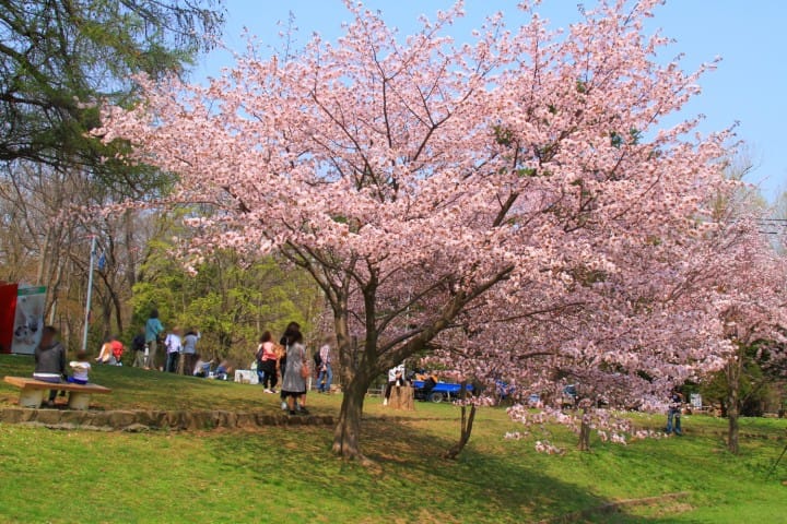 圓山公園