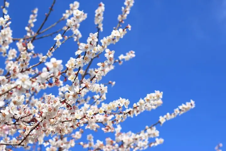 เกร็ดความรู้ภาษาญี่ปุ่น 