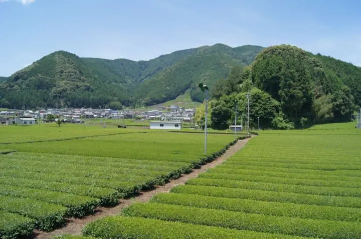 グリーンの湖上をお散歩！静岡の絶景スポット「夢の吊橋」