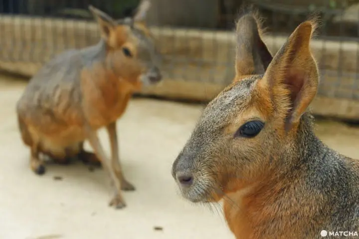 【神戶】動物自由自在，全家大小盡情享受的無障礙動物園「神戶動物王國」