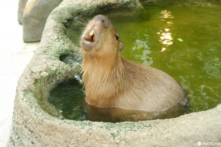 【神戶】動物自由自在，全家大小盡情享受的無障礙動物園「神戶動物王國」