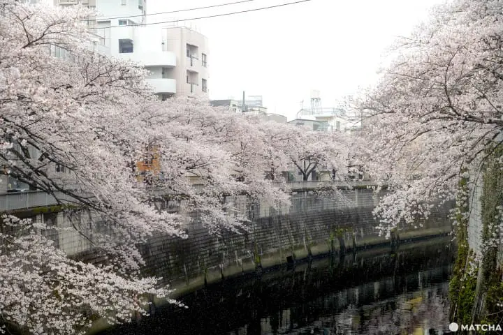 東京メトロ花見