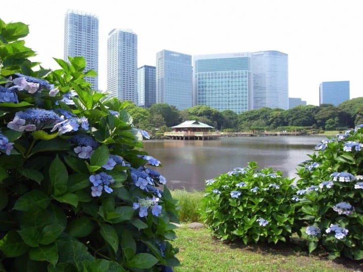 Tokyo Best 5 Hydrangea Spots - The Joy Of The Rainy Season