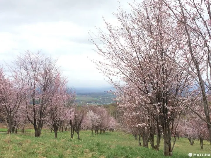 フラワーランドかみふらの