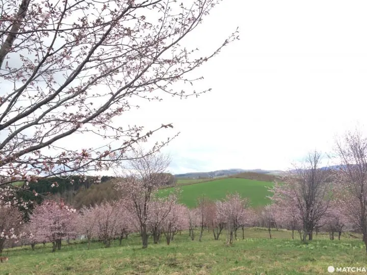 フラワーランドかみふらの