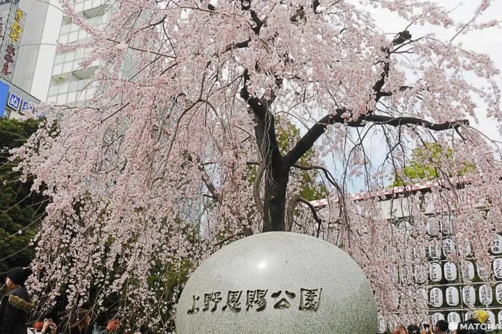 上野恩賜公園櫻花