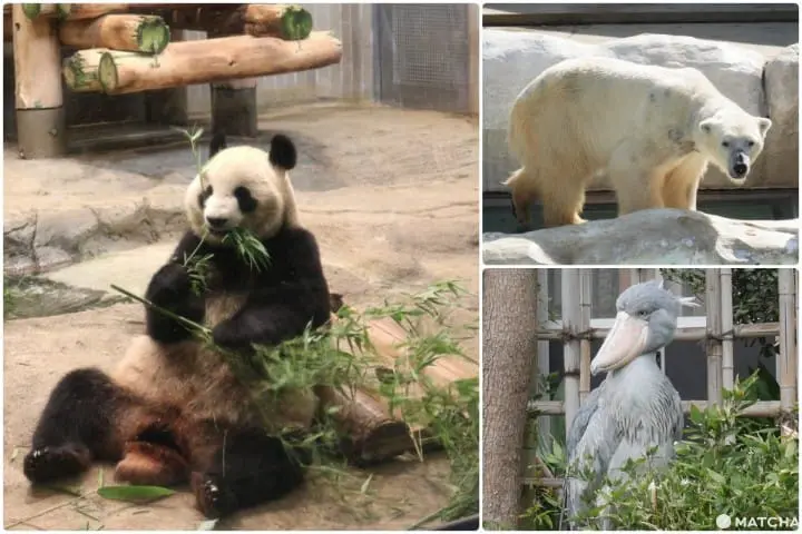 上野动物园熊猫