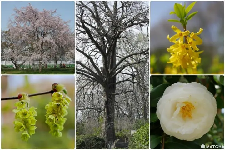 小石川植物园赏花