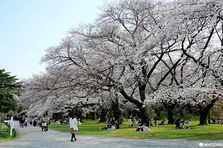 小石川植物园樱花