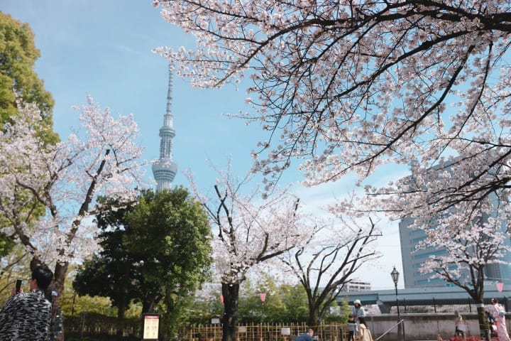 Japan's Seasons In Photos (1) - Lovely Cherry Blossoms