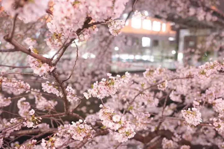Japan's Seasons In Photos (1) - Lovely Cherry Blossoms