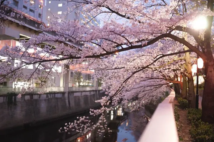 Japan's Seasons In Photos (1) - Lovely Cherry Blossoms