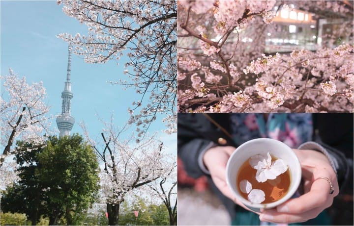 Japan's Seasons In Photos - April: Lovely Cherry Blossoms