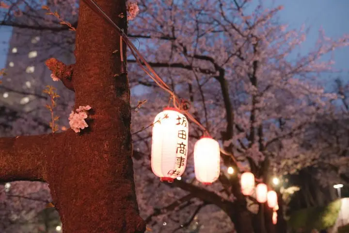 Japan's Seasons In Photos (1) - Lovely Cherry Blossoms